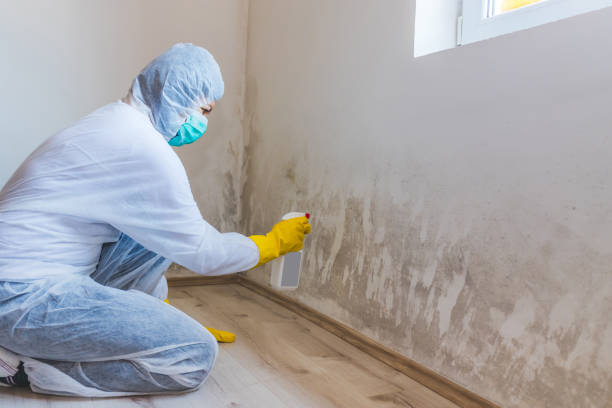 Licensed Black Mold Remediation service in Louisburg, NC - 24 Hour Mold Removal