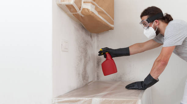 Professional Black Mold Remediation technician working in Louisburg, NC