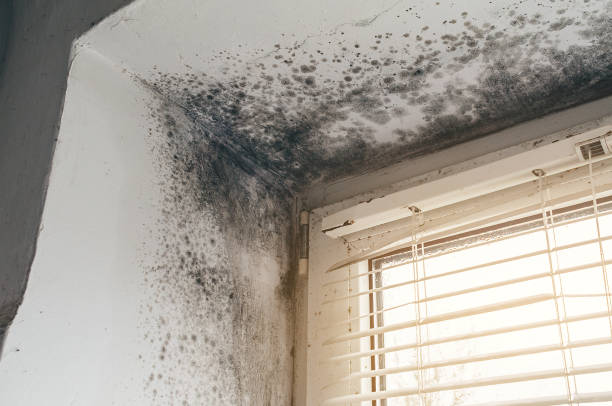 Affordable Black Mold Remediation solutions in Louisburg, NC
